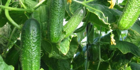 Krastavci požute u stakleniku: šta učiniti